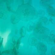 みやび 〇入してください 千葉ミセスアロマ（ユメオト）