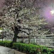 ヒメ日記 2025/03/31 05:10 投稿 いつき 奥様特急　池袋・大塚店