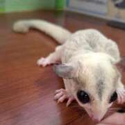 ヒメ日記 2025/05/11 05:00 投稿 いつき 奥様特急　池袋・大塚店