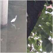 ヒメ日記 2025/08/02 05:20 投稿 いつき 奥様特急　池袋・大塚店