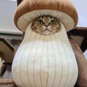 ヒメ日記 2026/01/01 00:20 投稿 いつき 奥様特急　池袋・大塚店