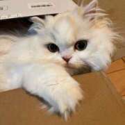 ヒメ日記 2025/05/07 23:32 投稿 えま WHITE（金沢）