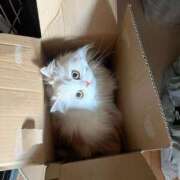 ヒメ日記 2025/05/30 21:26 投稿 えま WHITE（金沢）