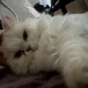 ヒメ日記 2025/11/17 21:55 投稿 えま WHITE（金沢）