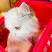 ヒメ日記 2025/12/11 22:06 投稿 えま WHITE（金沢）