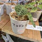 ヒメ日記 2025/12/15 08:40 投稿 まこ 姫SPA