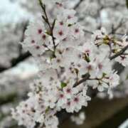 ヒメ日記 2025/04/09 18:25 投稿 れいか ぽっちゃり巨乳美女専門川越ちゃんこ