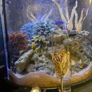 ヒメ日記 2025/02/01 21:15 投稿 Saika　Houzuki ELEGANT－エレガント－