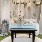 ヒメ日記 2025/08/22 07:45 投稿 Saika　Houzuki ELEGANT－エレガント－