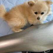 ヒメ日記 2025/10/23 07:25 投稿 Saika　Houzuki ELEGANT－エレガント－