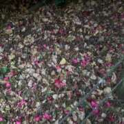 ヒメ日記 2025/12/26 16:02 投稿 チョコ 【福岡デリヘル】20代・30代★博多で評判のお店はココです！