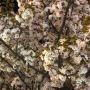 ヒメ日記 2025/04/04 02:22 投稿 みこと★(責め好きS様) ぽっちゃり女神 あぷろでぃーて