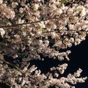 ヒメ日記 2025/04/11 11:52 投稿 みこと★(責め好きS様) ぽっちゃり女神 あぷろでぃーて