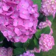 ヒメ日記 2025/06/06 12:01 投稿 むっちゃん★(犬系彼女) ぽっちゃり女神 あぷろでぃーて