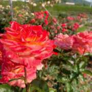 ヒメ日記 2025/06/07 07:56 投稿 むっちゃん★(犬系彼女) ぽっちゃり女神 あぷろでぃーて