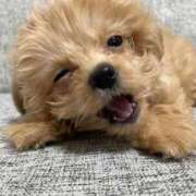 ヒメ日記 2025/09/17 18:57 投稿 愛川ありさ 宝石箱(すすきの)