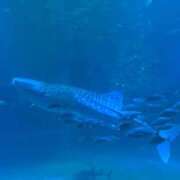 ヒメ日記 2025/06/28 08:00 投稿 ねる CECIL