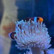 ヒメ日記 2025/07/28 01:16 投稿 ねる CECIL