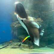 ヒメ日記 2026/04/07 12:04 投稿 ねる CECIL