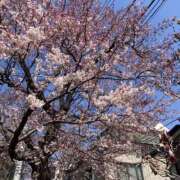 ヒメ日記 2025/03/23 09:42 投稿 しおり NEO不夜城