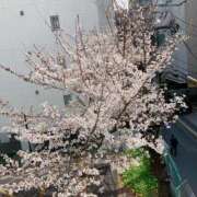 ヒメ日記 2025/03/27 11:22 投稿 しおり NEO不夜城