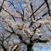 ヒメ日記 2025/04/04 07:49 投稿 しおり NEO不夜城