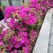 ヒメ日記 2025/04/24 07:22 投稿 しおり NEO不夜城