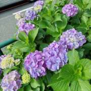 ヒメ日記 2025/06/01 08:32 投稿 しおり NEO不夜城