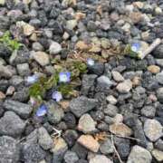 ヒメ日記 2025/04/14 22:36 投稿 寧々(ねね) 高崎回春性感SPA