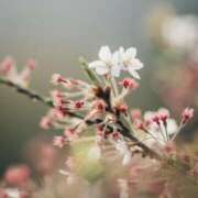 ヒメ日記 2025/04/22 21:38 投稿 寧々(ねね) 高崎回春性感SPA