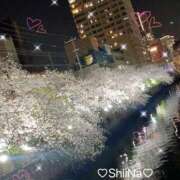 ヒメ日記 2025/04/07 19:25 投稿 椎奈-しいな【FG系列】 ほんとうの人妻 横浜本店