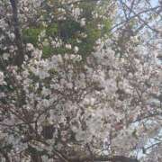 ヒメ日記 2025/04/05 16:15 投稿 さいか 熟女家 ミナミエリア店