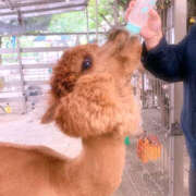 ヒメ日記 2025/07/08 21:03 投稿 絹代(きぬよ) 人妻最後の砦 小山店