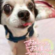 ヒメ日記 2026/03/31 07:41 投稿 絹代(きぬよ) 人妻最後の砦 小山店