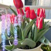 ヒメ日記 2026/04/01 10:51 投稿 絹代(きぬよ) 人妻最後の砦 小山店