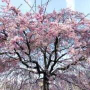 ヒメ日記 2026/04/12 15:35 投稿 絹代(きぬよ) 人妻最後の砦 小山店