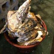 ヒメ日記 2025/01/28 20:21 投稿 はるか 大奥 梅田店