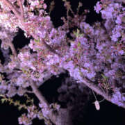 ヒメ日記 2025/04/06 13:01 投稿 らん TSUBAKI（水戸）