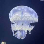 ヒメ日記 2025/03/14 15:04 投稿 ゆら ちゃんこ大阪十三