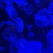 ヒメ日記 2025/03/24 20:14 投稿 ゆら ちゃんこ大阪十三