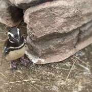 ヒメ日記 2025/04/04 14:03 投稿 ゆら ちゃんこ大阪十三