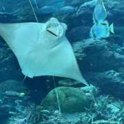 ヒメ日記 2025/04/07 14:04 投稿 ゆら ちゃんこ大阪十三