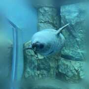 ヒメ日記 2025/05/09 19:34 投稿 ゆら ちゃんこ大阪十三