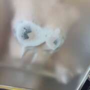 ヒメ日記 2025/11/16 19:39 投稿 ちろにゃん☆初恋の心地よさ☆ 発情期限定!!即ズボ動物愛護団体