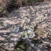 ヒメ日記 2025/04/09 00:57 投稿 うた Jewelry club（ジュエリークラブ）