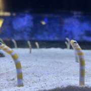 ヒメ日記 2025/10/11 00:57 投稿 まお モアグループ 土浦人妻花壇