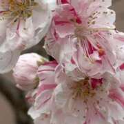 ヒメ日記 2025/03/31 12:50 投稿 さぁや 脱がされたい人妻 厚木店