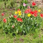 ヒメ日記 2025/04/14 14:04 投稿 さぁや 脱がされたい人妻 厚木店