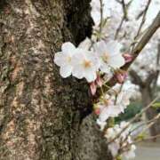 ヒメ日記 2026/03/29 16:02 投稿 るい the SPA KADOEBI