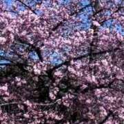 ヒメ日記 2025/04/02 12:49 投稿 えりな 完熟ばなな八王子